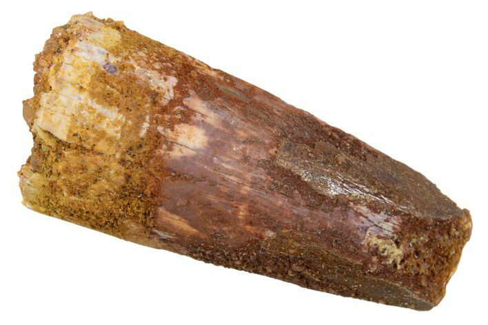 Bargain, Juvenile Fossil Spinosaurus Tooth - Feeding Worn Tip #345891